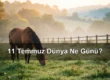 11 Temmuz Dünya Ne Günü? Dünya At Günü