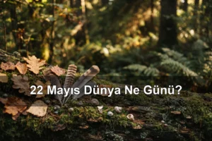 22 Mayıs Dünya Ne Günü? Dünya Biyolojik Çeşitlilik Günü, Dünya Müzik Enstrümanı Alma Günü