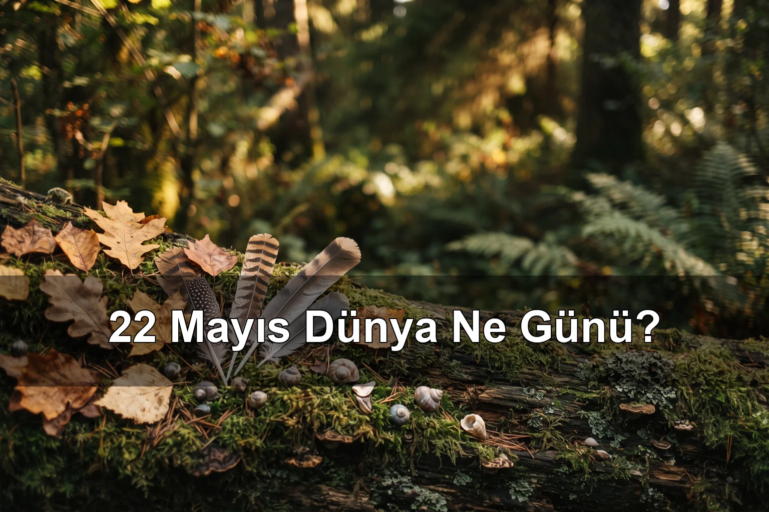 22 Mayıs Dünya Ne Günü? Dünya Biyolojik Çeşitlilik Günü, Dünya Müzik Enstrümanı Alma Günü